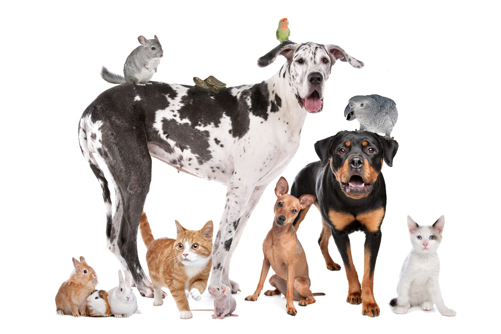 Pet Sitting Greer SC