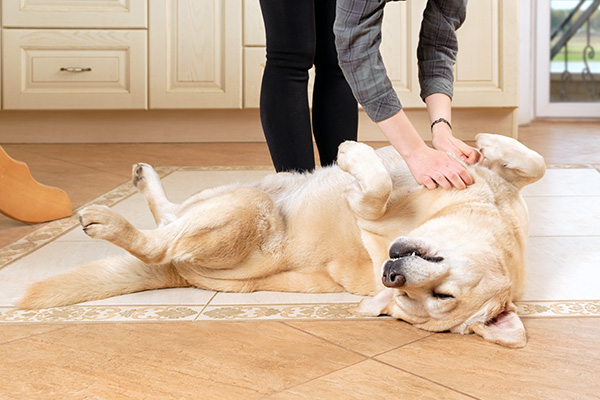 Belly Rubs while Pet Sitting