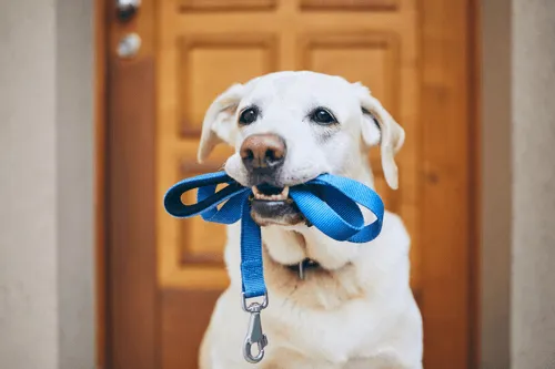 Dog Walking, Pet Sitting Services