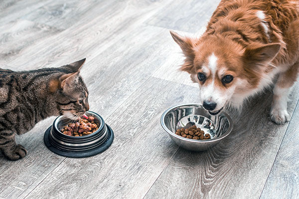 Pet Sitting while on Vacation Greer SC