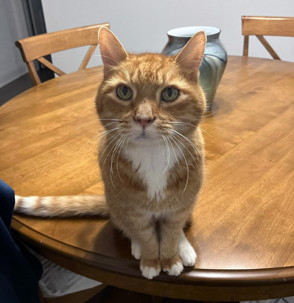 Kitten sitting on table