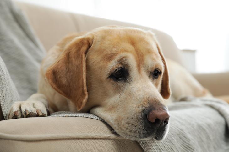 Pets Comfort