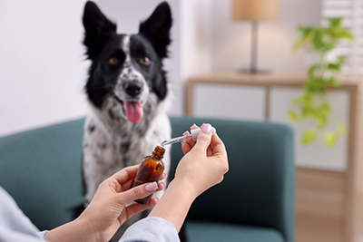 Medicine for Pets