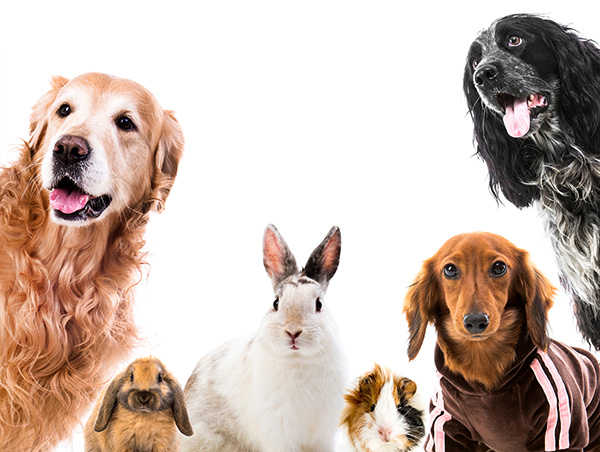 Group of Pets looking at camera
